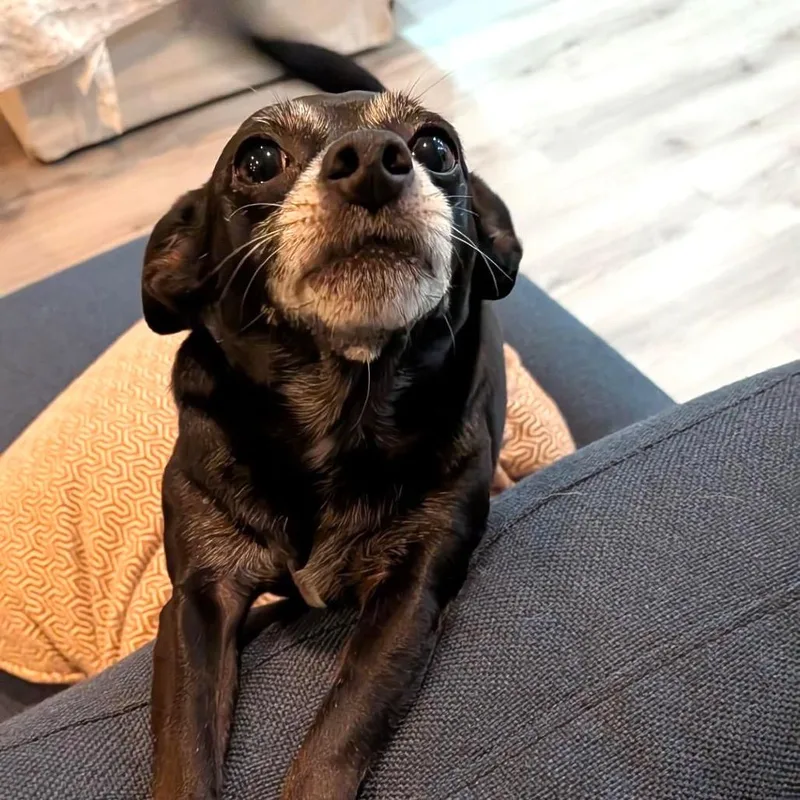 An adult small-sized male Black Mixed Breed dog named Rafi for adoption in San Francisco, CA