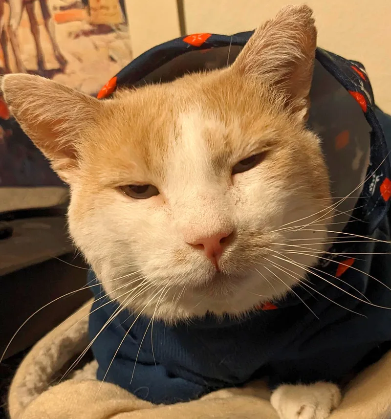 Friendly Max Fiv+ thumbnail 2