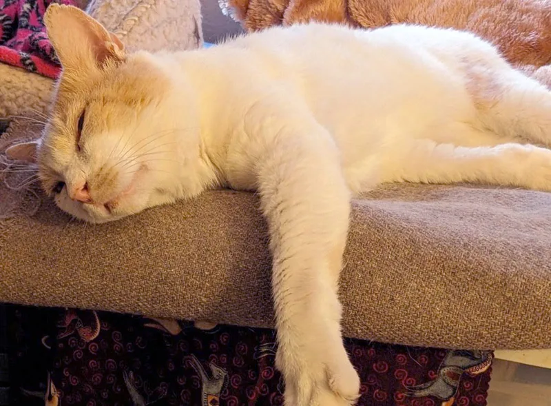 Friendly Max Fiv+ thumbnail 3