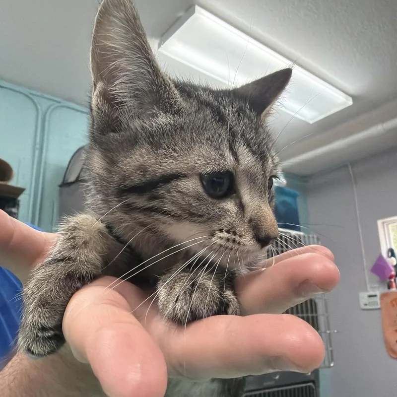 A baby small-sized female Brown / Chocolate Domestic Short Hair cat named Cheryl for adoption in Port Charlotte, FL