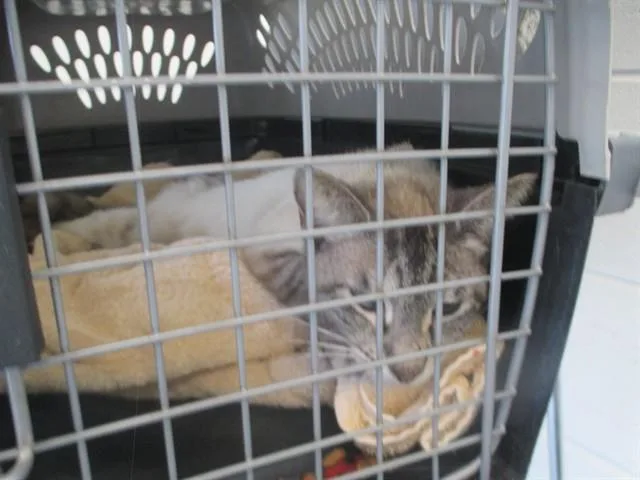 A young small-sized female Domestic Short Hair cat named Annie for adoption in Ocala, FL