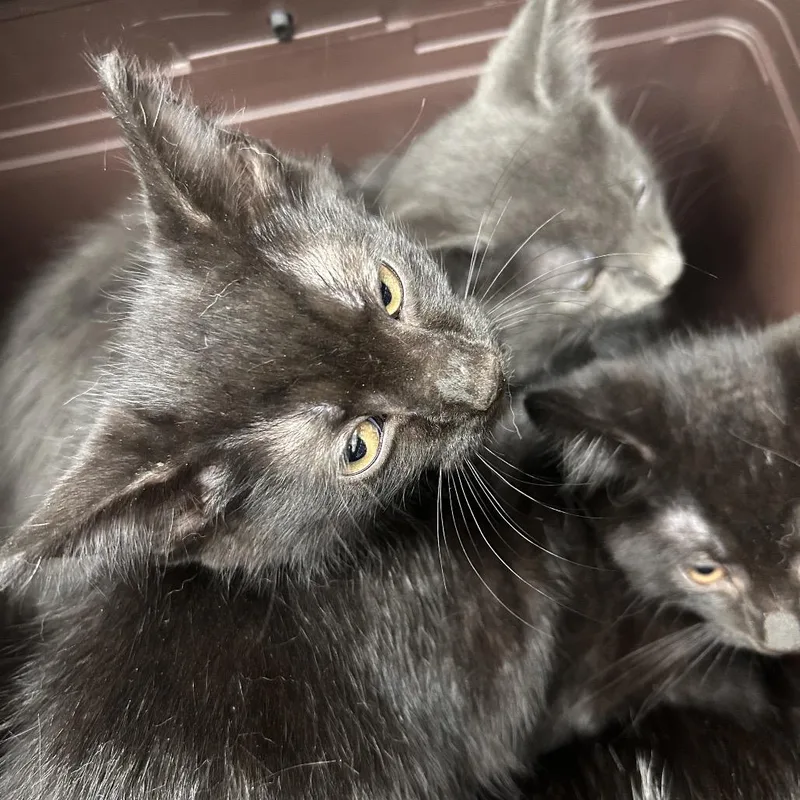 A baby small-sized female Black Domestic Short Hair cat named Mesa for adoption in Galveston, TX