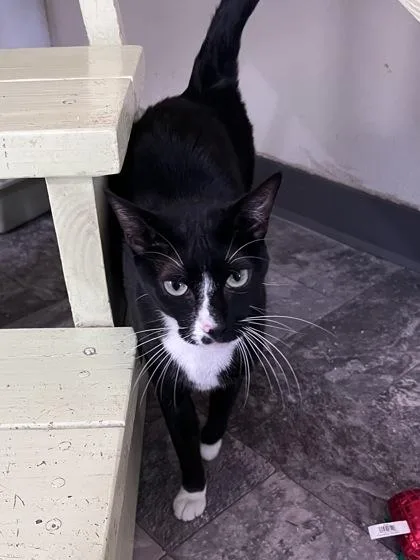 An adult small-sized female Domestic Short Hair cat named Honey for adoption in Houston, TX