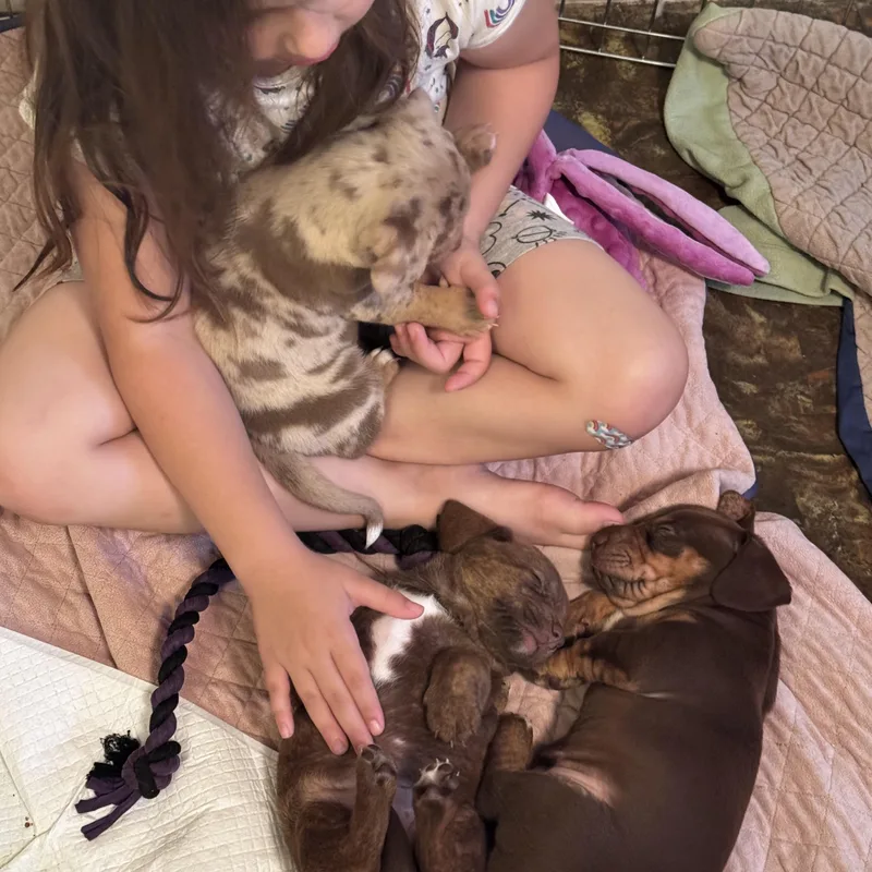 A baby medium-sized female Brindle Pit Bull Terrier dog named Rosemary for adoption in Lakehead, CA
