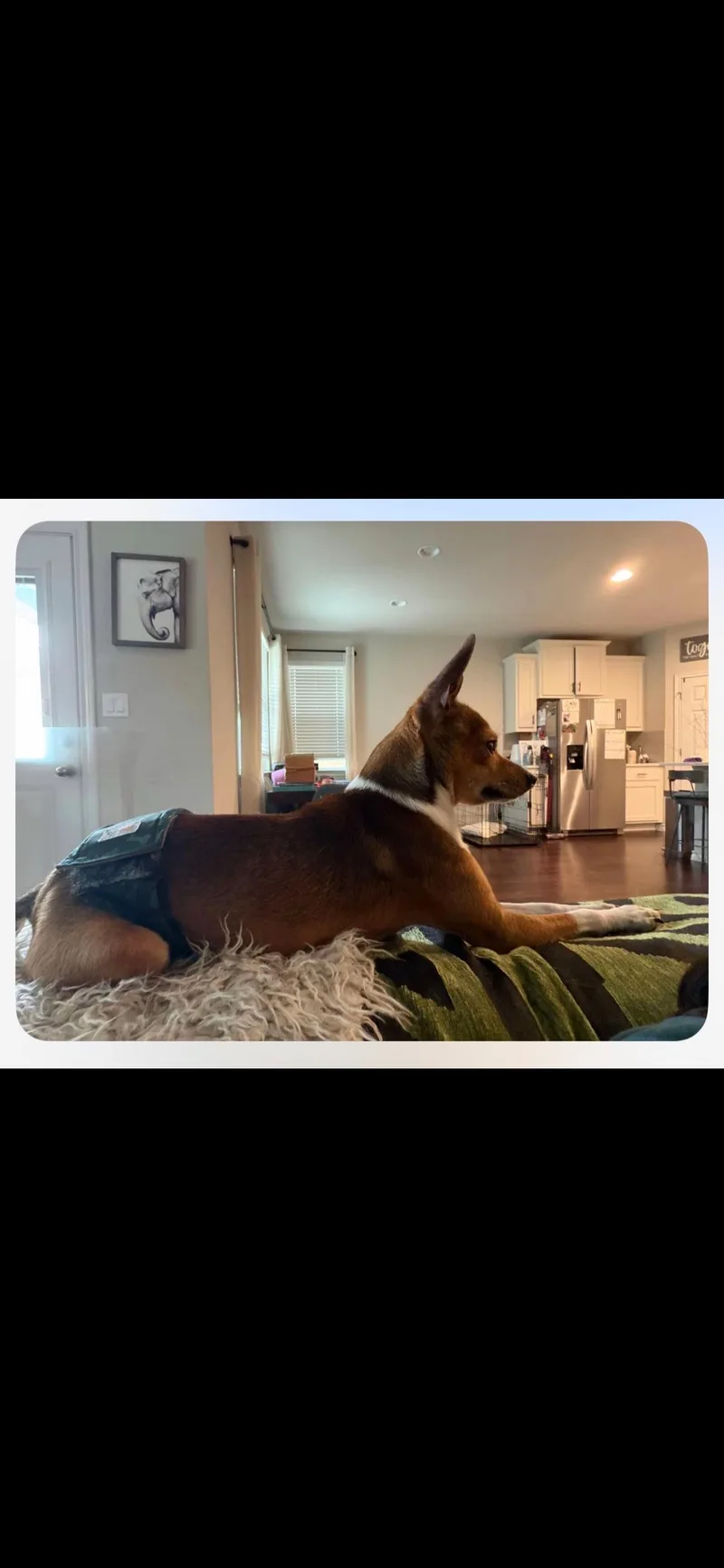 An adult small-sized male Rat Terrier dog named Fabio for adoption in Armada, MI