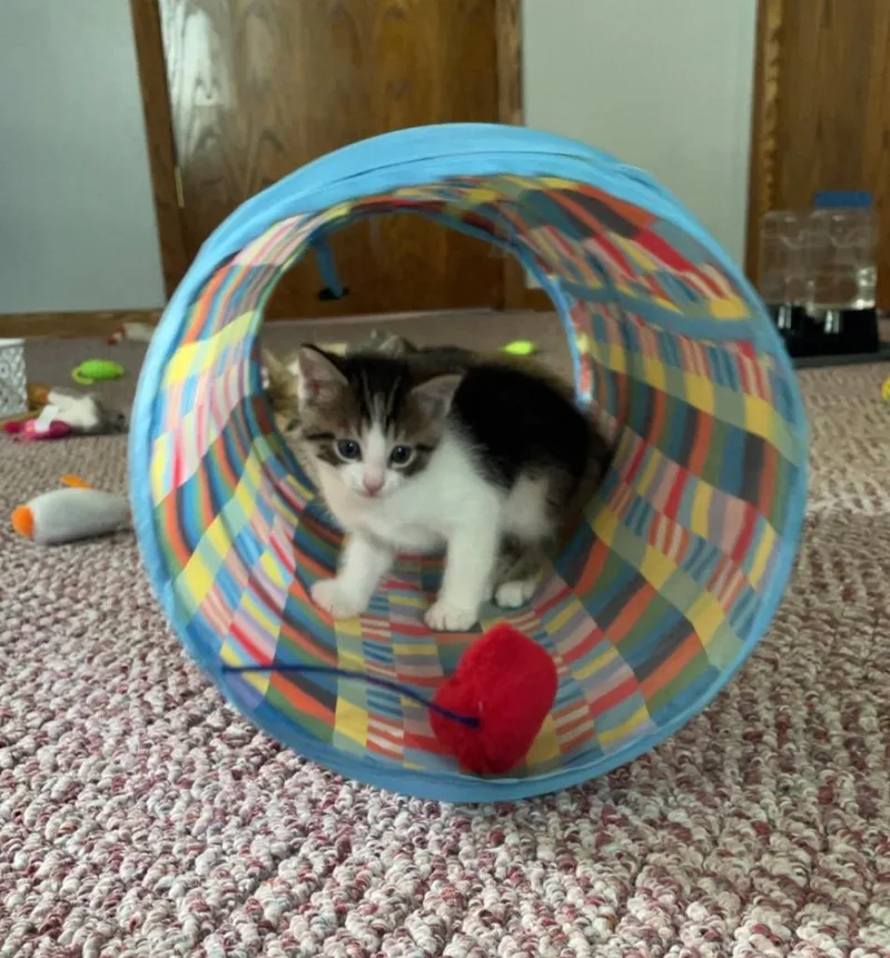 Hades thumbnail 3
