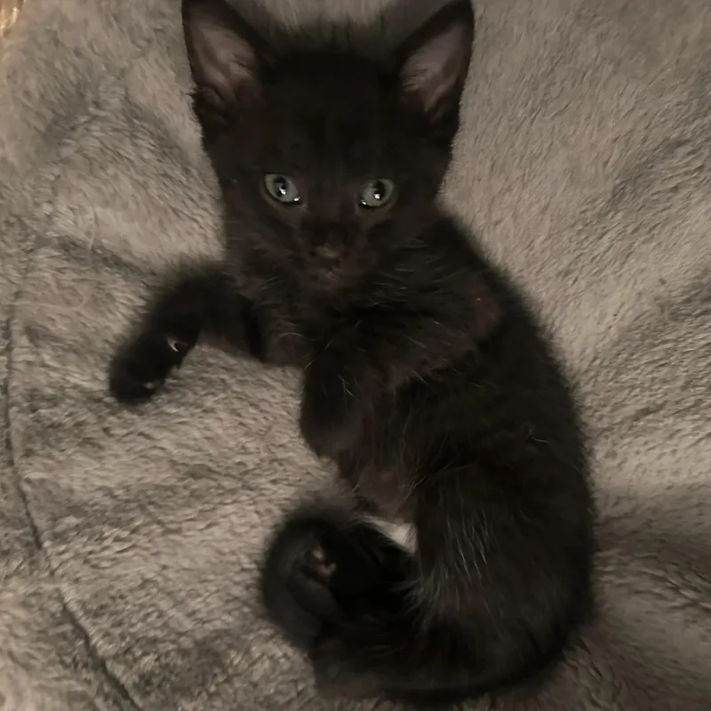 A baby medium-sized male Black Domestic Short Hair cat named Pistachio for adoption in Sacramento, CA