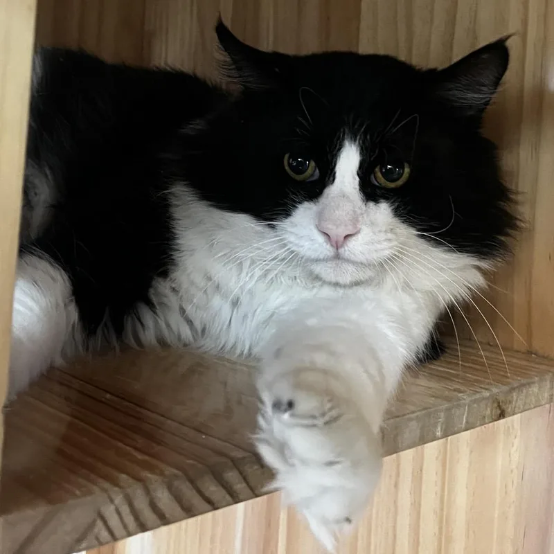 An adult large-sized male Black Domestic Medium Hair cat named Fig for adoption in Yucca Valley, CA