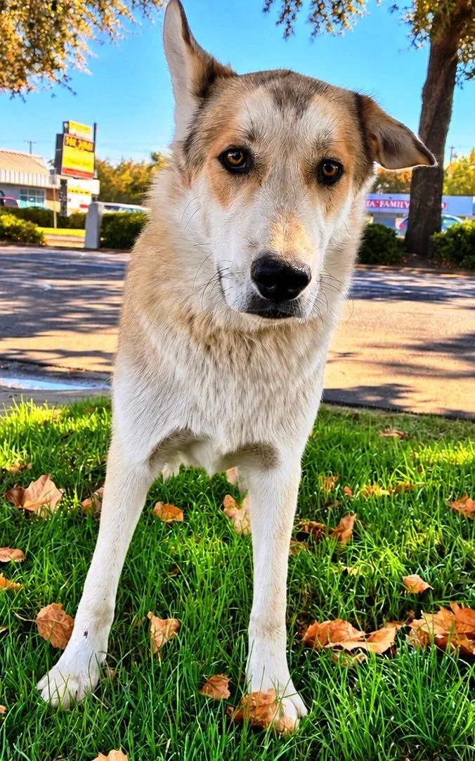 A baby large-sized male Golden Husky dog named Baxter for adoption in Lodi, CA