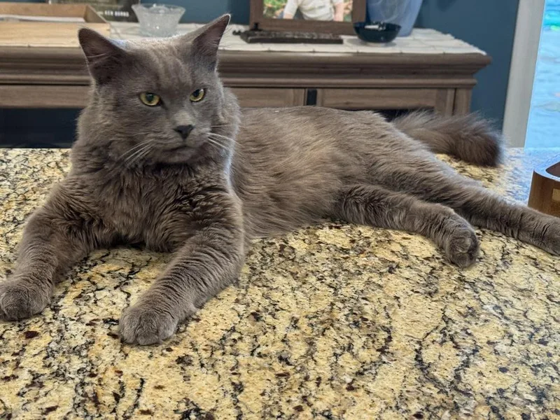 A young medium-sized male Gray / Blue / Silver Russian Blue cat named Blue for adoption in Beaumont, CA