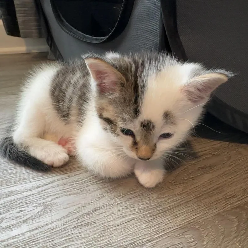 A baby small-sized male White Domestic Short Hair cat named Winston Zeddemore for adoption in Granville, OH