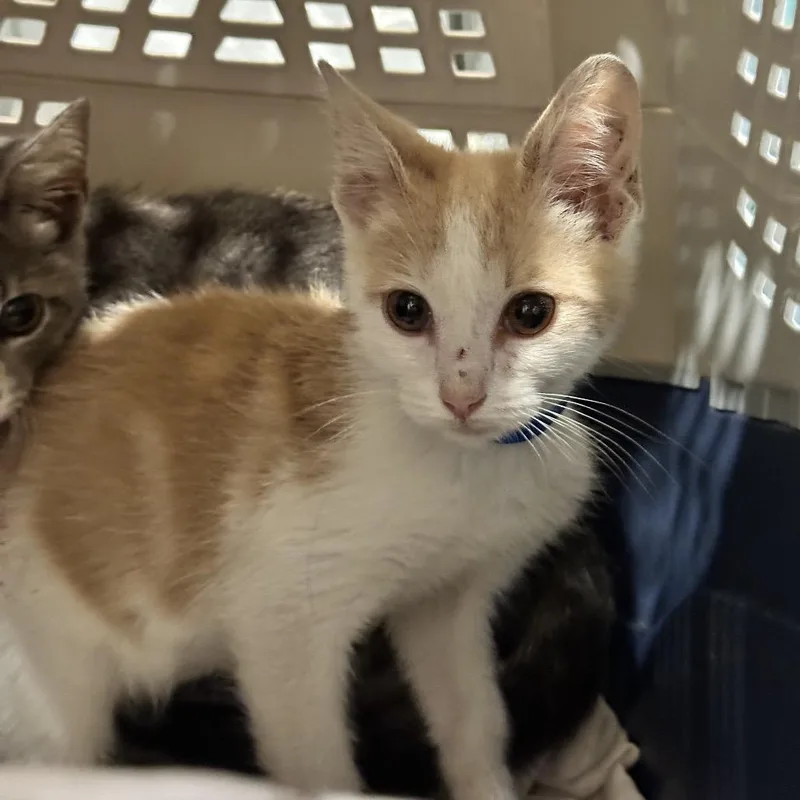 A baby small-sized male Orange / Red Domestic Short Hair cat named Arther for adoption in Chattanooga, TN