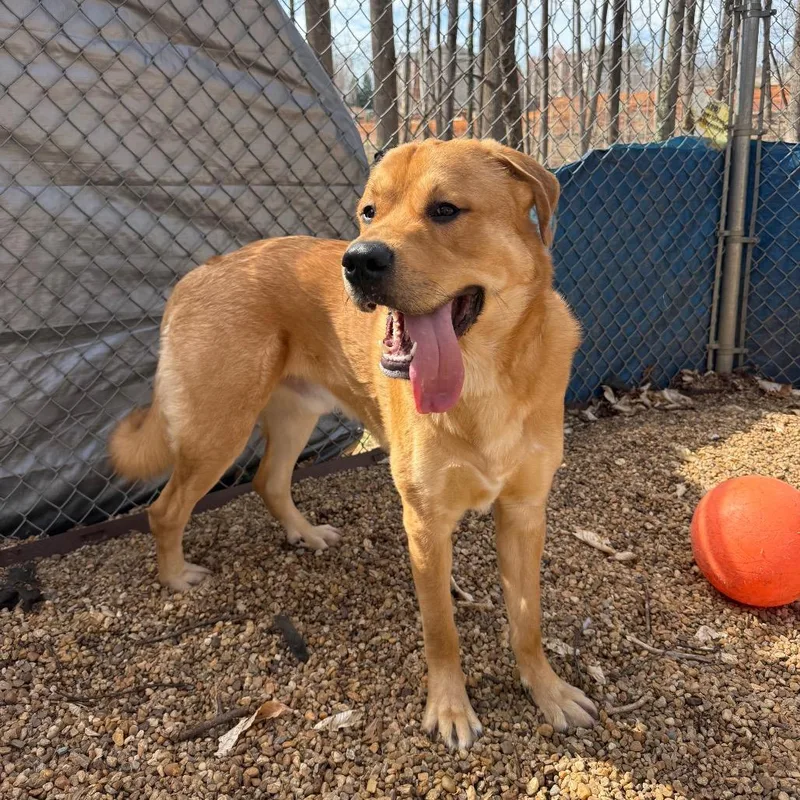 A young large-sized male Yellow / Tan / Blond / Fawn Great Pyrenees dog named Scoobie for adoption in Charlottesville, VA