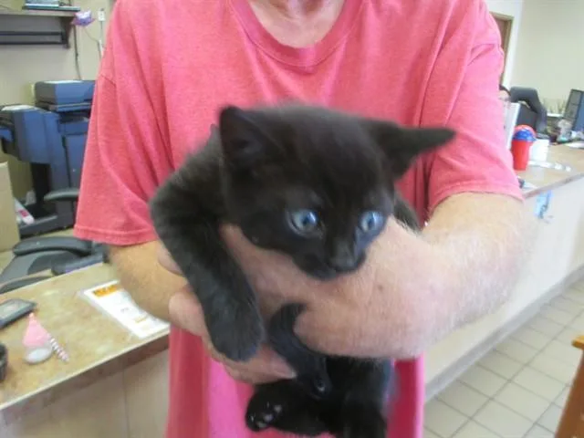 A baby small-sized female Domestic Short Hair cat named Cookie for adoption in Ocala, FL