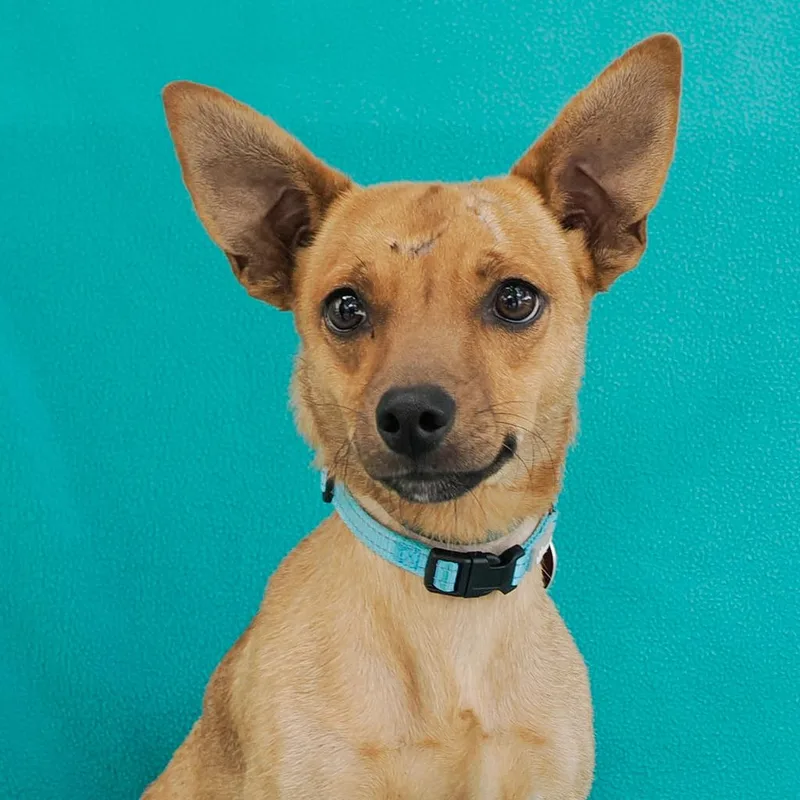 An adult small-sized male Yellow / Tan / Blond / Fawn Chihuahua dog named Bow Wow for adoption in Point Richmond, CA