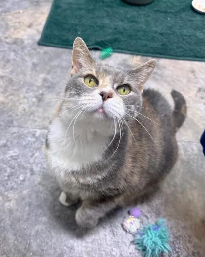 An adult large-sized female Domestic Short Hair cat named Hillary for adoption in Missoula, MT