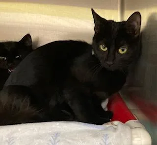 A young small-sized female Domestic Short Hair cat named Joejoes for adoption in Cincinnati, OH