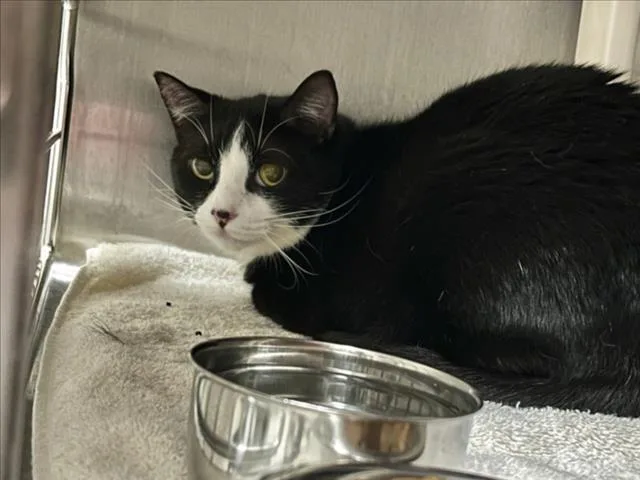 An adult medium-sized female Domestic Short Hair cat named Oreo for adoption in Chapel Hill, NC