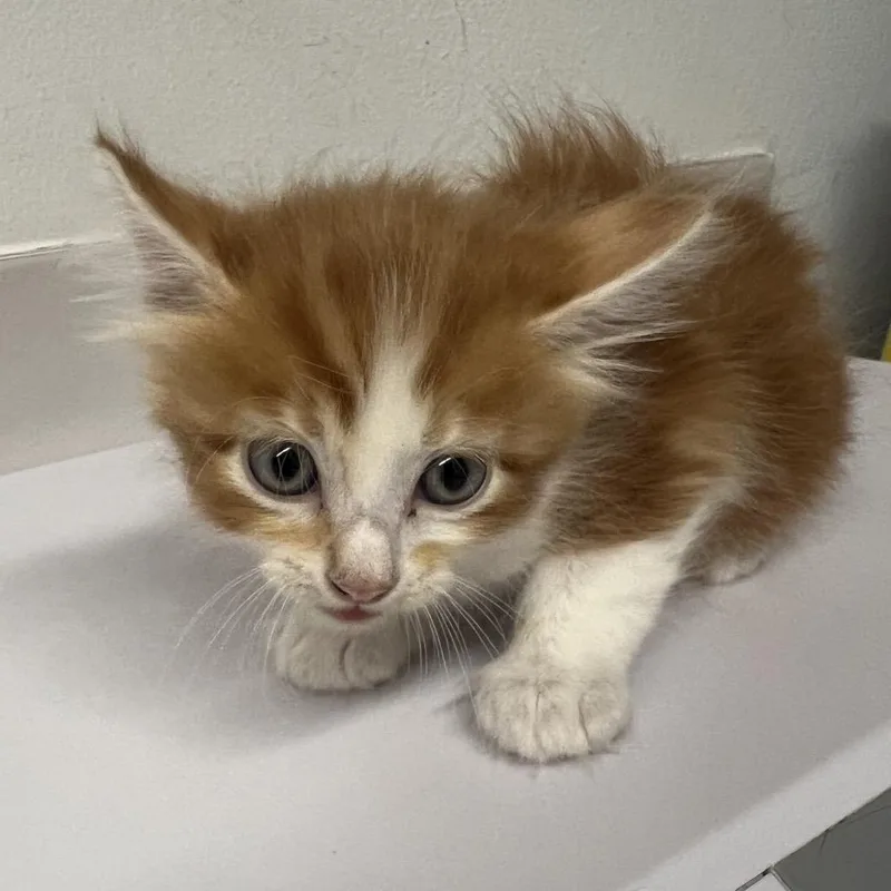 A baby small-sized male Orange / Red Domestic Medium Hair cat named Marcellus for adoption in St. Louis, MO