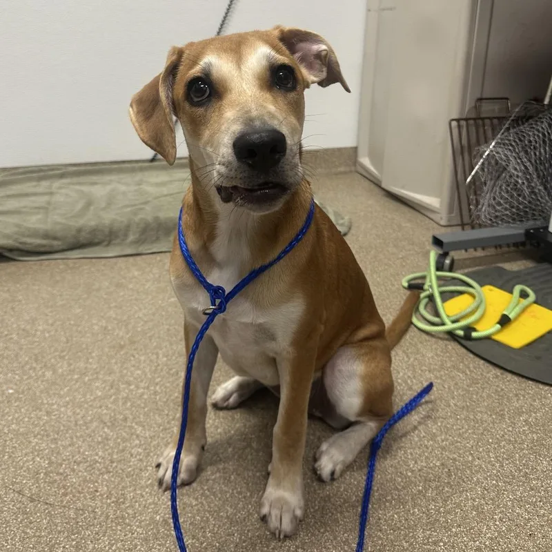 A baby medium-sized female Yellow / Tan / Blond / Fawn Labrador Retriever dog named Cherry Blossom for adoption in League City, TX