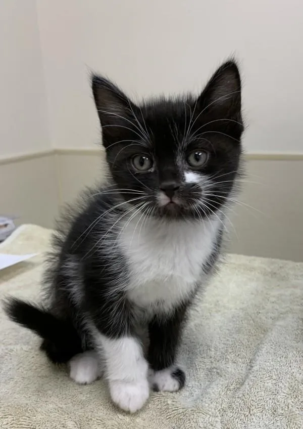 A baby small-sized female Domestic Short Hair cat named Birdie for adoption in Santa Rosa, CA