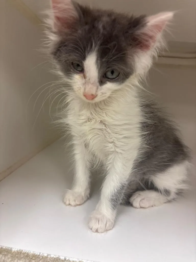A baby small-sized male Domestic Medium Hair cat named Squeaks for adoption in Johnson City, TN