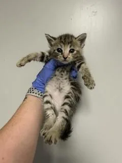 A baby small-sized female Domestic Short Hair cat named Jessica for adoption in Miami, FL