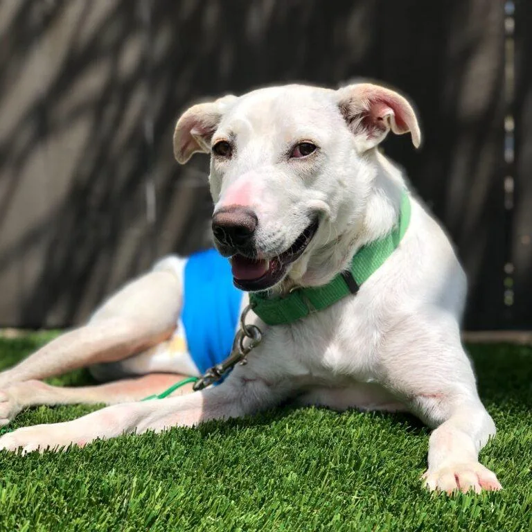 An adult medium-sized male White / Cream Terrier dog named Coco for adoption in San Diego, CA