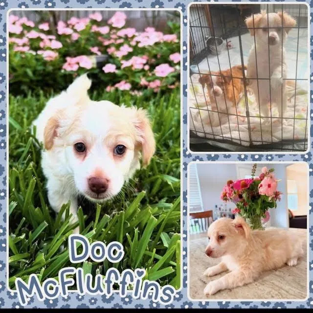 A baby small-sized male Mixed Breed dog named Doc McFuffins for adoption in Anoka, MN
