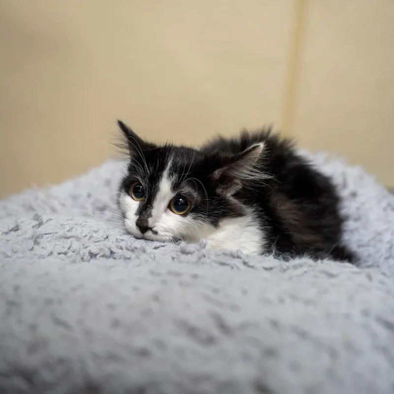 A baby small-sized male Domestic Medium Hair cat named Anthony for adoption in Gainesville, GA