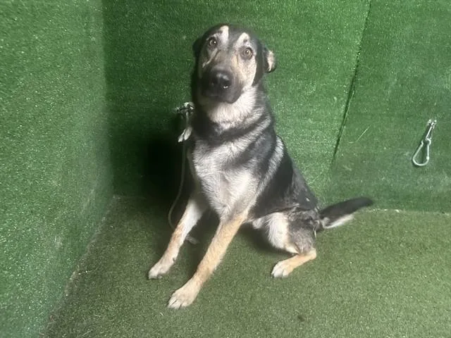 An adult large-sized male German Shepherd Dog dog named Federico for adoption in Lancaster, CA