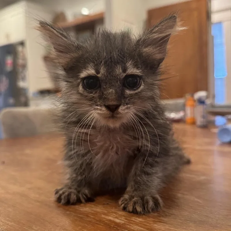 A baby small-sized male Black Domestic Long Hair cat named Gary for adoption in San Antonio, TX