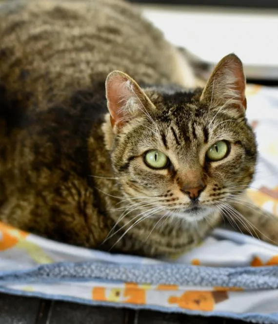 An adult medium-sized female Tabby (Brown / Chocolate) Domestic Short Hair cat named Sinderella for adoption in Marietta, GA