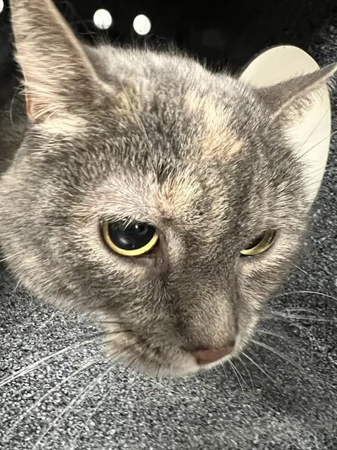 An adult medium-sized female Domestic Short Hair cat named Nala for adoption in Casper, WY