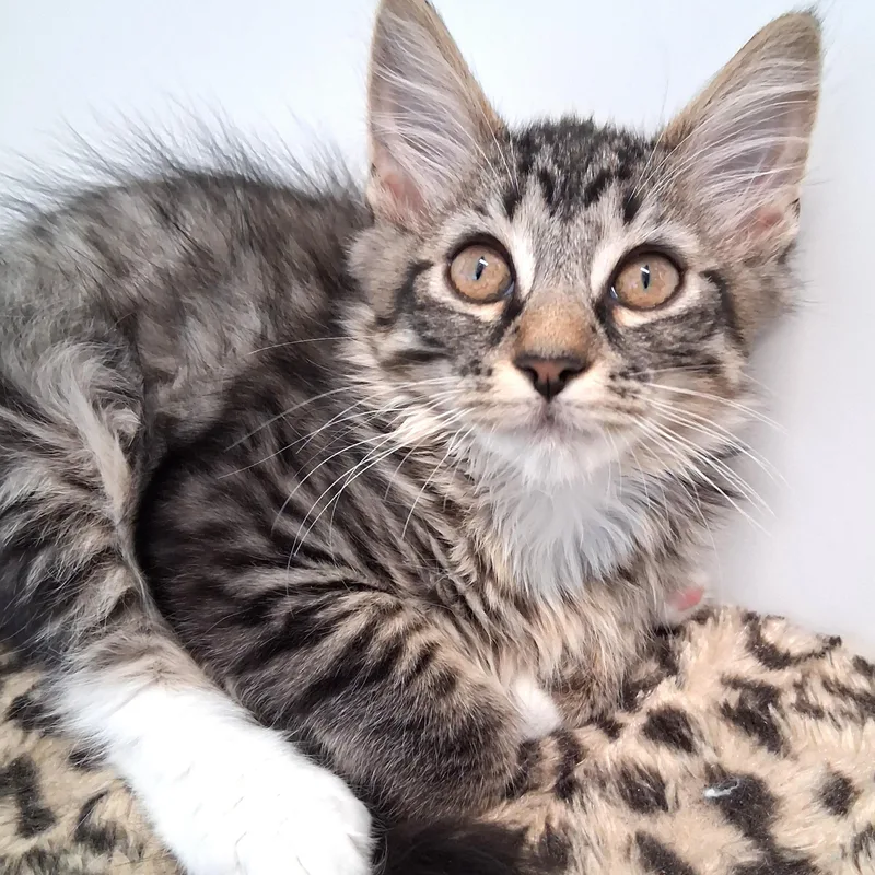 A young small-sized male Tabby (Brown / Chocolate) Domestic Long Hair cat named Acorn for adoption in Belmont, NY