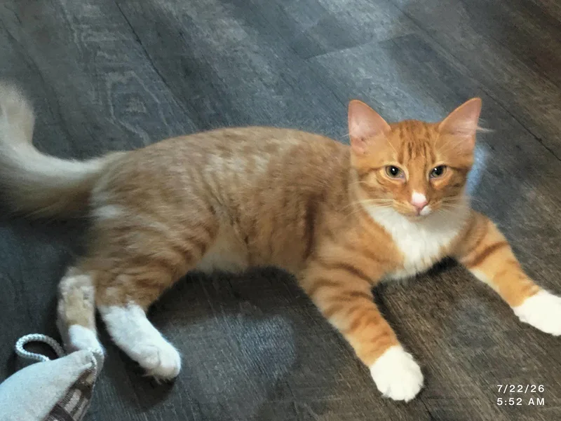 A baby medium-sized male Orange & White Domestic Medium Hair cat named Pookie for adoption in Herndon, VA