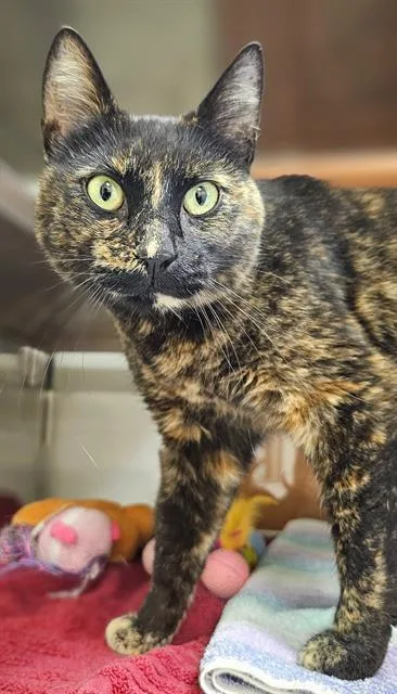 A young medium-sized female Domestic Short Hair cat named Little Flower for adoption in Santa Cruz, CA