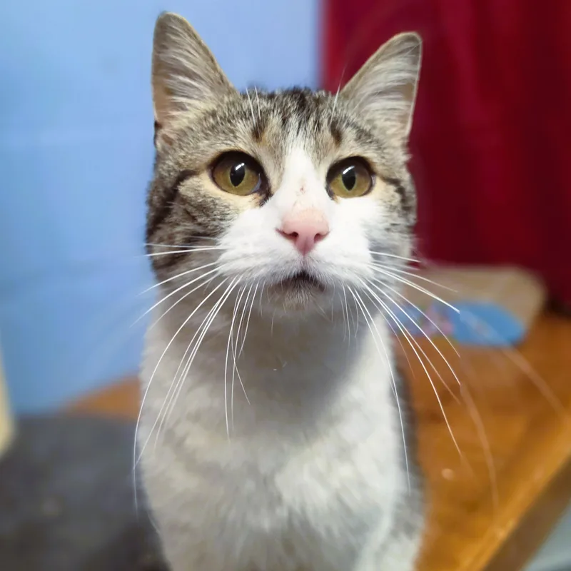 An adult medium-sized female White Domestic Short Hair cat named Winifred for adoption in Lowell, AR