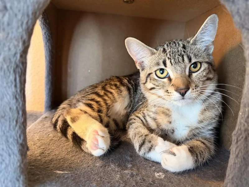 A baby small-sized female Domestic Short Hair cat named Snoball for adoption in Mission Viejo, CA