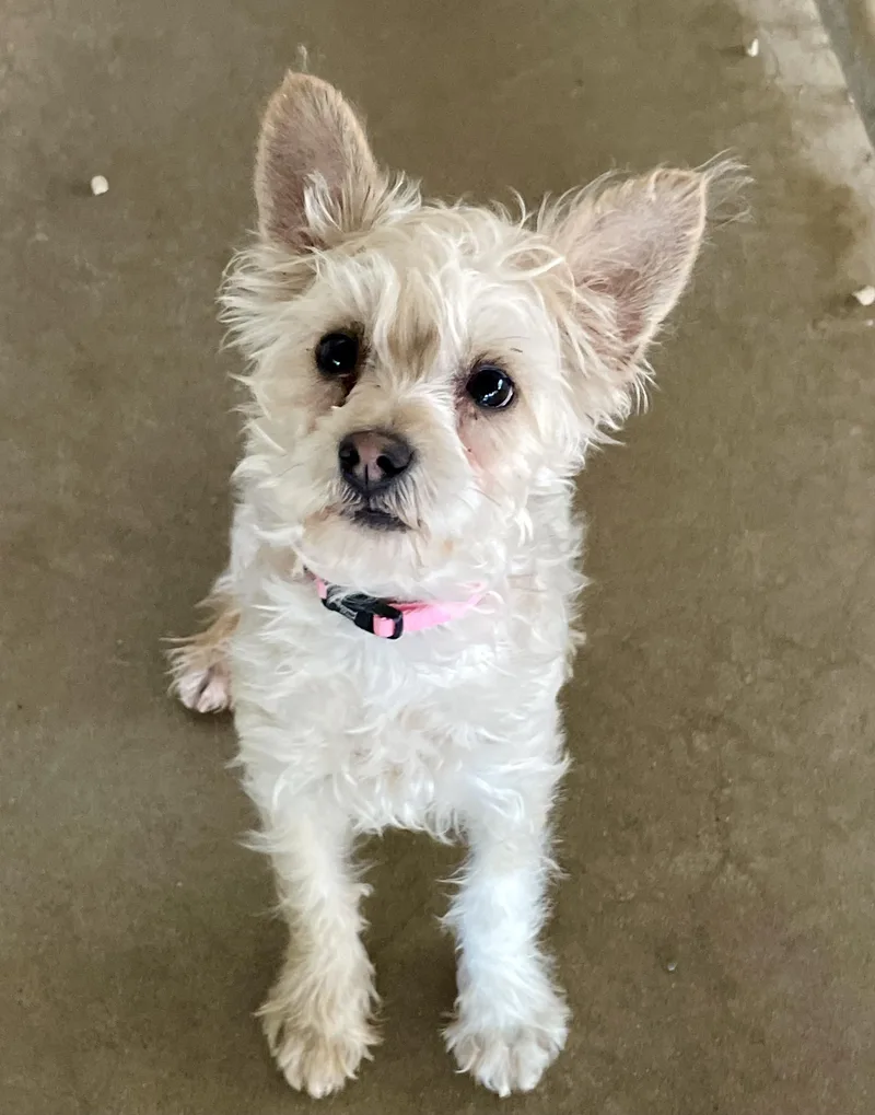 A young small-sized female White / Cream Yorkshire Terrier dog named Honey for adoption in Lacon, IL