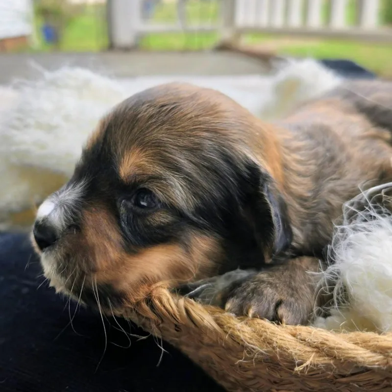 A baby small-sized male Brindle Terrier dog named Scotty for adoption in Shelby, NC