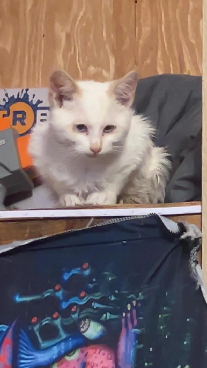 A baby small-sized male Domestic Short Hair cat named Smokey for adoption in Heyburn, ID