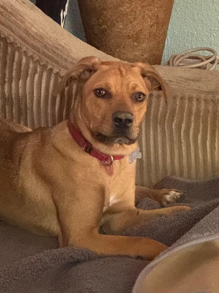 A young large-sized female Mixed Breed dog named Zara for adoption in Fond Du Lac, WI