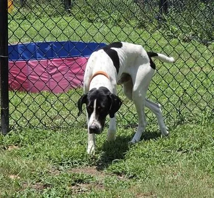 A young large-sized male Hound dog named Elephant for adoption in Conway, SC
