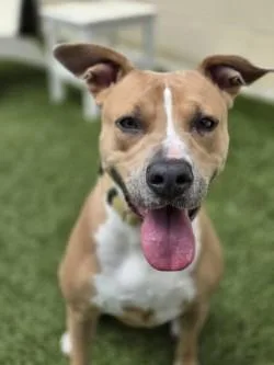 An adult large-sized female Mixed Breed dog named Stella for adoption in Savannah, GA