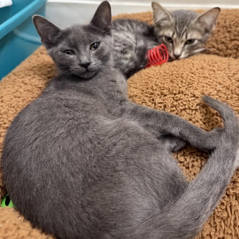 A baby small-sized female Gray / Blue / Silver Domestic Short Hair cat named Metallica for adoption in Fort Collins, CO