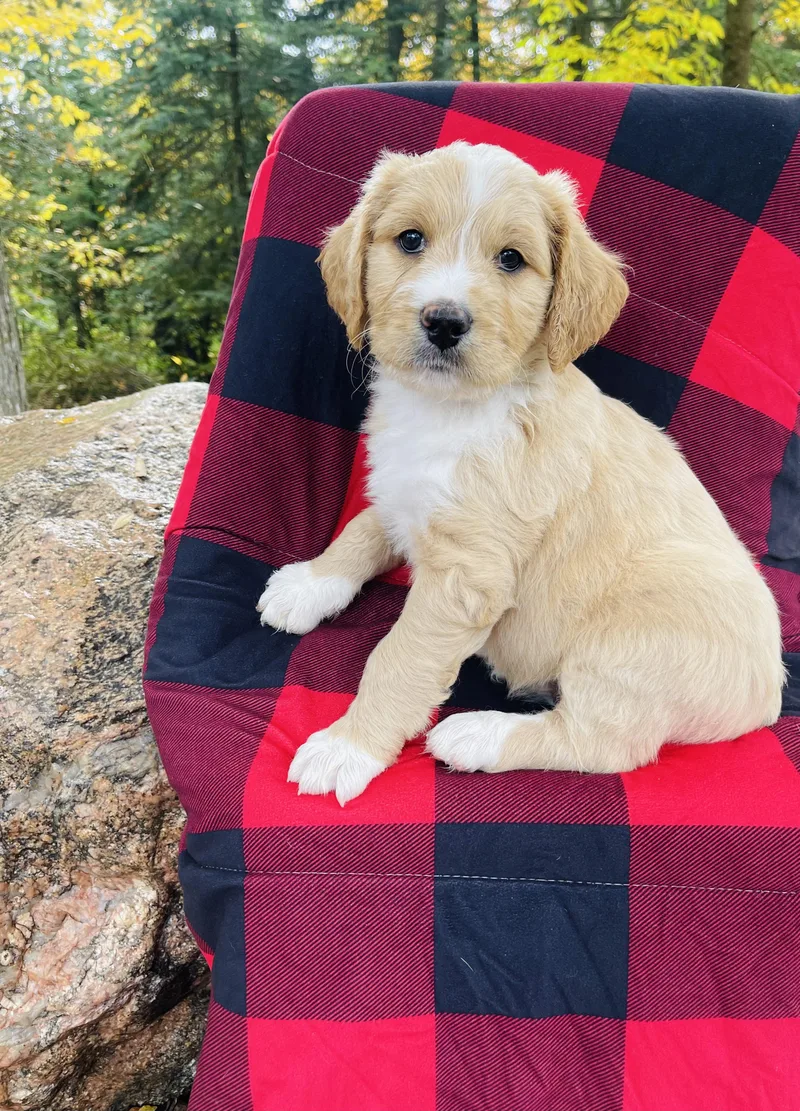 A baby large-sized male Standard Poodle dog named Silver & Gold for adoption in Winter, WI