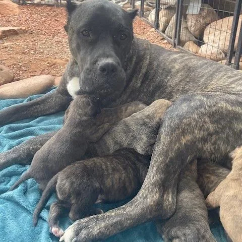 Mama Mel Blanc thumbnail 2