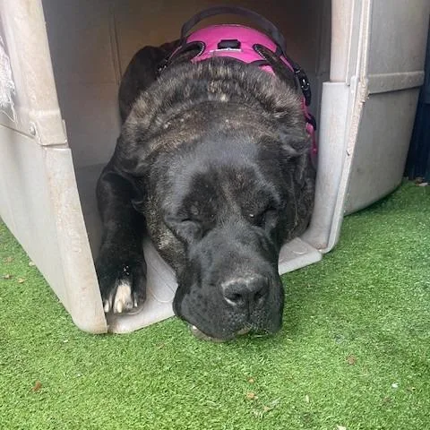 Mama Mel Blanc thumbnail 3