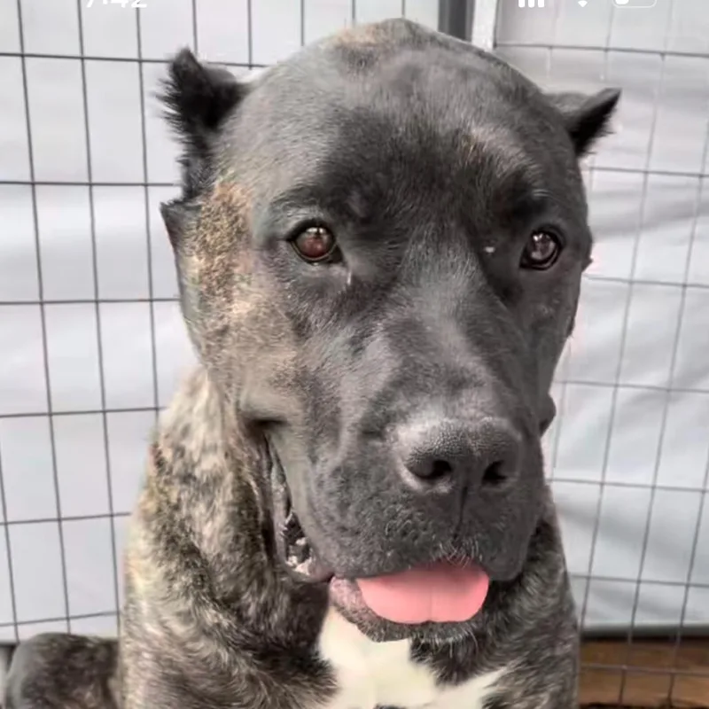 Mama Mel Blanc thumbnail 4